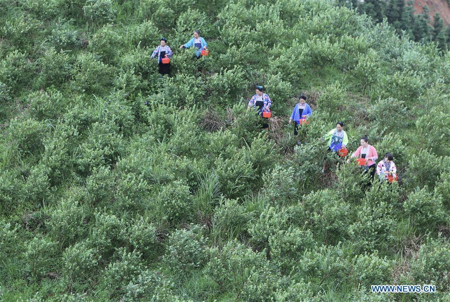 Villagers pick blueberries at a blueberry planting farm in Gaolan Village in Rongshui Miao Autonomous County, south China\'s Guangxi Zhuang Autonomous Region, June 23, 2018. In recent years, the village has encouraged poverty-stricken villagers to plant blueberry as a way to get rid of poverty. (Xinhua/Huang Xiaobang)