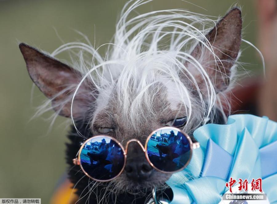 Rascal Deux is held by owner Dane Andrew before competing in the World\'s Ugliest Dog Contest at the Sonoma-Marin Fair in Petaluma, Calif., June 23, 2018. The dogs walk down a red carpet and are evaluated by a panel of judges. The winner takes home $1,500. (Photo/Agencies)