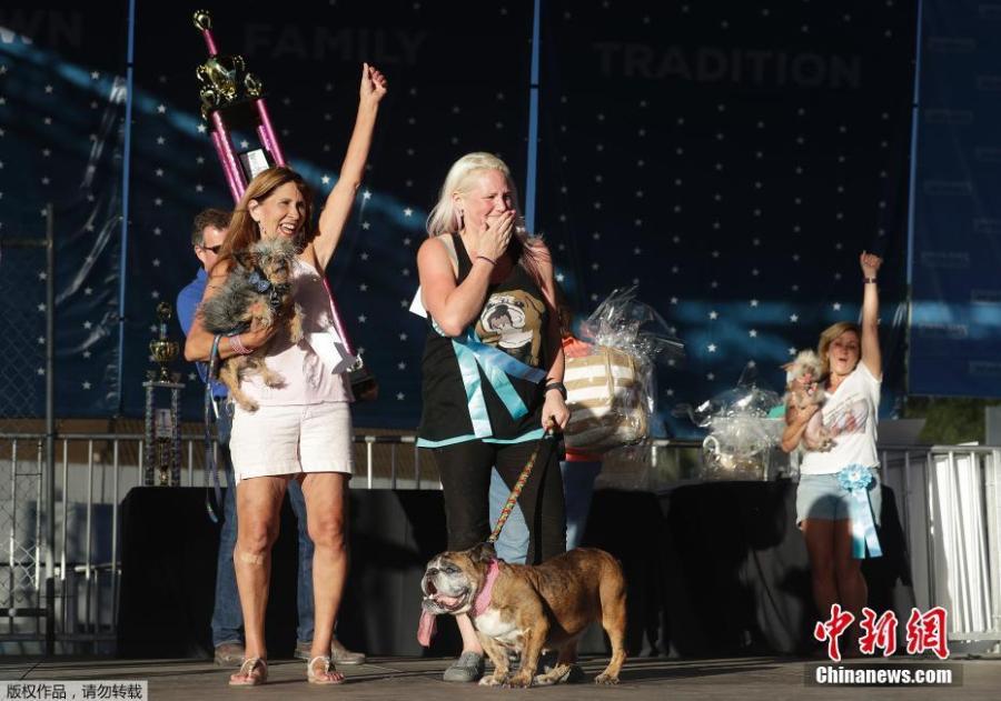 Megan Brainard, center, reacts after her dog Zsa Zsa, an English Bulldog, bottom, is announced the winner of the World\'s Ugliest Dog Contest at the Sonoma-Marin Fair in Petaluma, Calif., June 23, 2018. Also pictured at left is Yvonne Morones, holding her dog Scamp, who placed second, and Linda Elmquist, holding her dog Josie, who finished third. (Photo/Agencies)
