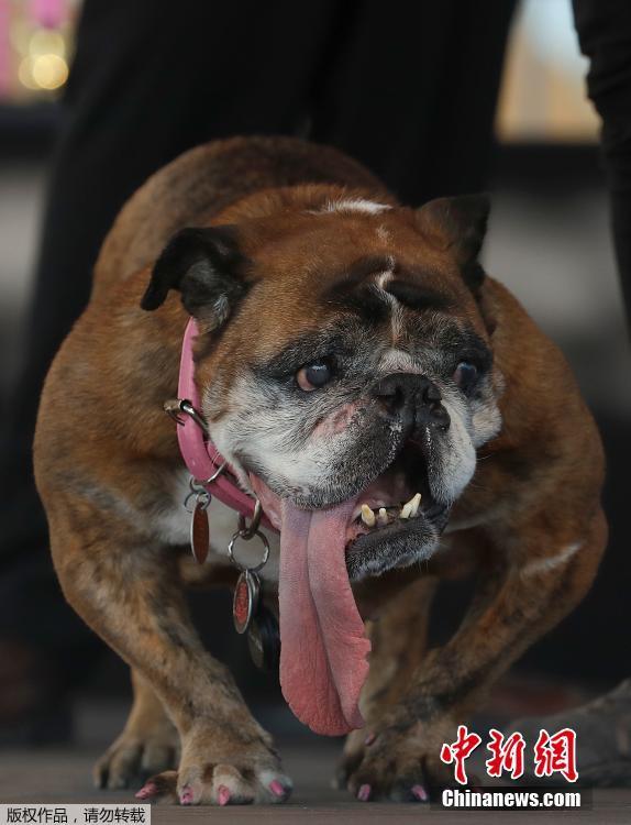 Zsa Zsa, an English Bulldog owned by Megan Brainard, stands onstage after being announced the winner of the World\'s Ugliest Dog Contest at the Sonoma-Marin Fair in Petaluma, California, June 23, 2018. The pooch\'s owner Megan Brainard, from Anoka, Minnesota, will receive $1,500 (?1,100) following the victory. (Photo/Agencies)