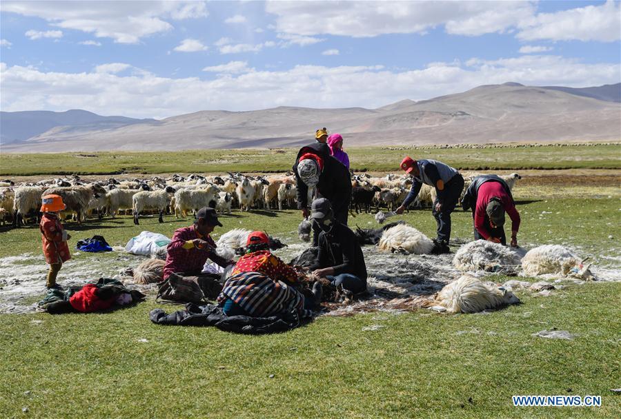 Herdsmen shear goats in Tangxi Village, Xigaze, southwest China\'s Tibet Autonomous Region, June 22, 2018. As the temperature rise, it is the time for shearing in Xigaze. (Xinhua/Liu Dongjun)