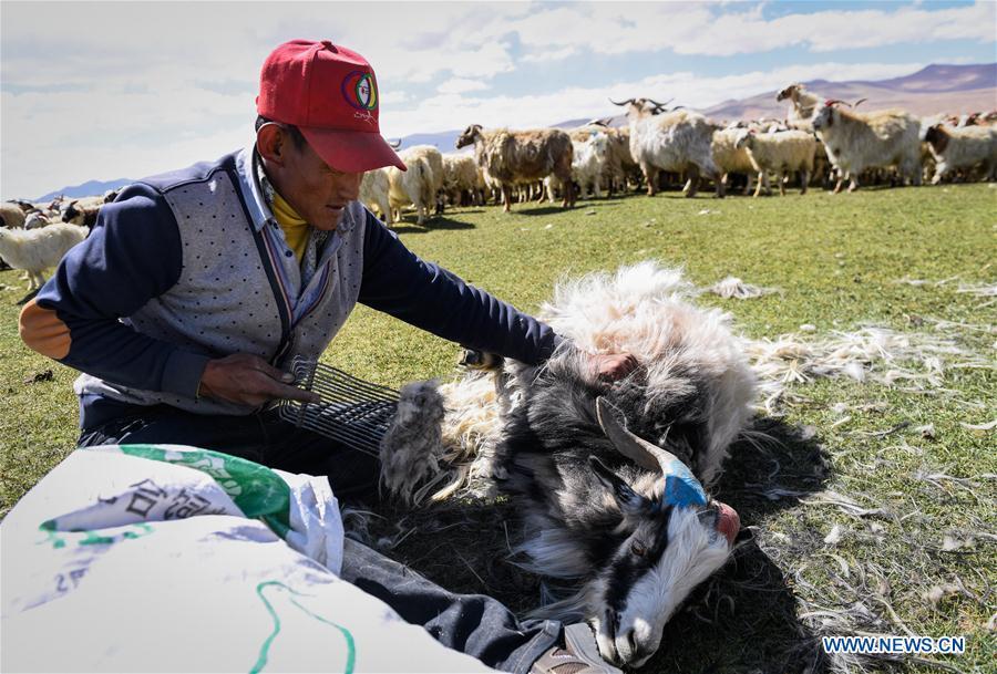 A herdsman shears a goat in Tangxi Village, Xigaze, southwest China\'s Tibet Autonomous Region, June 22, 2018. As the temperature rise, it is the time for shearing in Xigaze. (Xinhua/Liu Dongjun)
