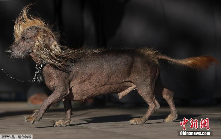 Himisaboo, Chinese Crested and Dachshund mix, walks onstage during the World\'s Ugliest Dog Contest at the Sonoma-Marin Fair in Petaluma, Calif., June 23, 2018. (Photo/Agencies)
