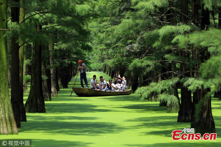 Tourists visit the Zhangdu Lake wetland by boat in Xinzhou District, Wuhan City, Central China’s Hubei Province. Tens of thousands of Chinese sequoias, growing in the one-meter-deep water, make visitors to feel like drifting in a magical floating forest. (Photo/VCG)