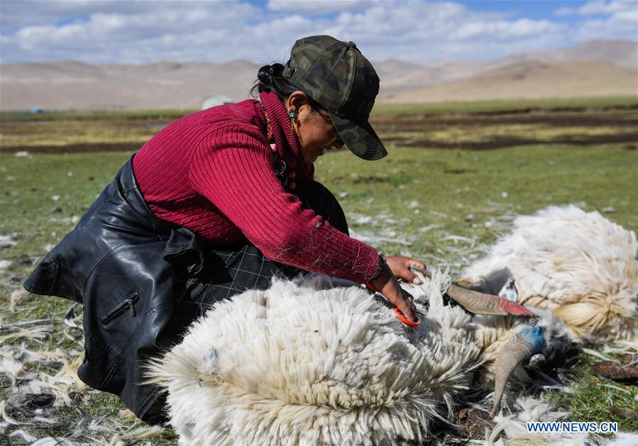 A woman shears a goat in Tangxi Village, Xigaze, southwest China\'s Tibet Autonomous Region, June 22, 2018. As the temperature rise, it is the time for shearing in Xigaze. (Xinhua/Liu Dongjun)