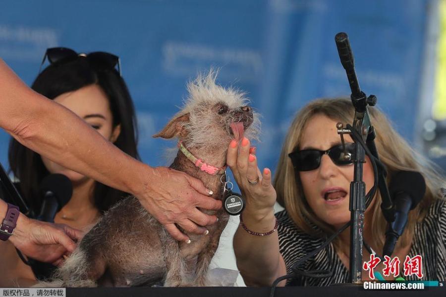 Josie, a Chinese Crested mix, is checked by judges Debbie Abrams, right, and Jo Ling Kent during the World\'s Ugliest Dog Contest at the Sonoma-Marin Fair in Petaluma, Calif., June 23, 2018. Josie finished third in the contest. (Photo/Agencies)