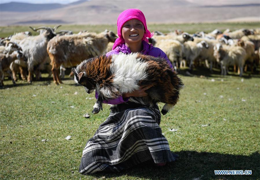 A woman holds a goat for shearing in Tangxi Village, Xigaze, southwest China\'s Tibet Autonomous Region, June 22, 2018. As the temperature rise, it is the time for shearing in Xigaze. (Xinhua/Liu Dongjun)