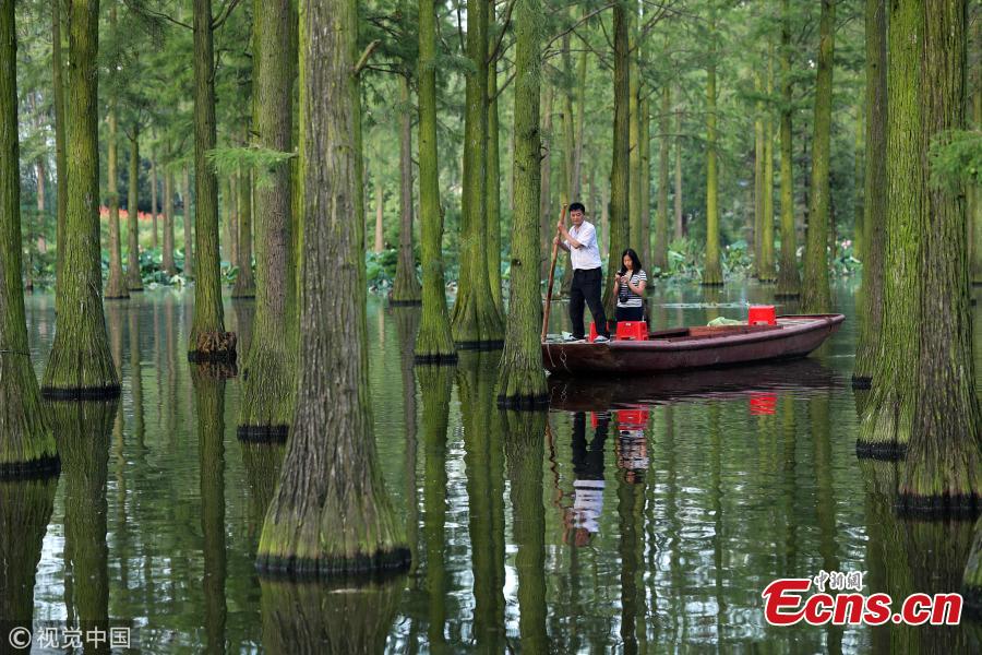 A tourist visits the Zhangdu Lake wetland by boat in Xinzhou District, Wuhan City, Central China’s Hubei Province. Tens of thousands of Chinese sequoias, growing in the one-meter-deep water, make visitors to feel like drifting in a magical floating forest. (Photo/VCG)