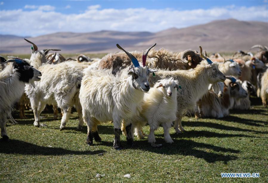 Goats are seen before shearing in Tangxi Village, Xigaze, southwest China\'s Tibet Autonomous Region, June 22, 2018. As the temperature rise, it is the time for shearing in Xigaze. (Xinhua/Liu Dongjun)