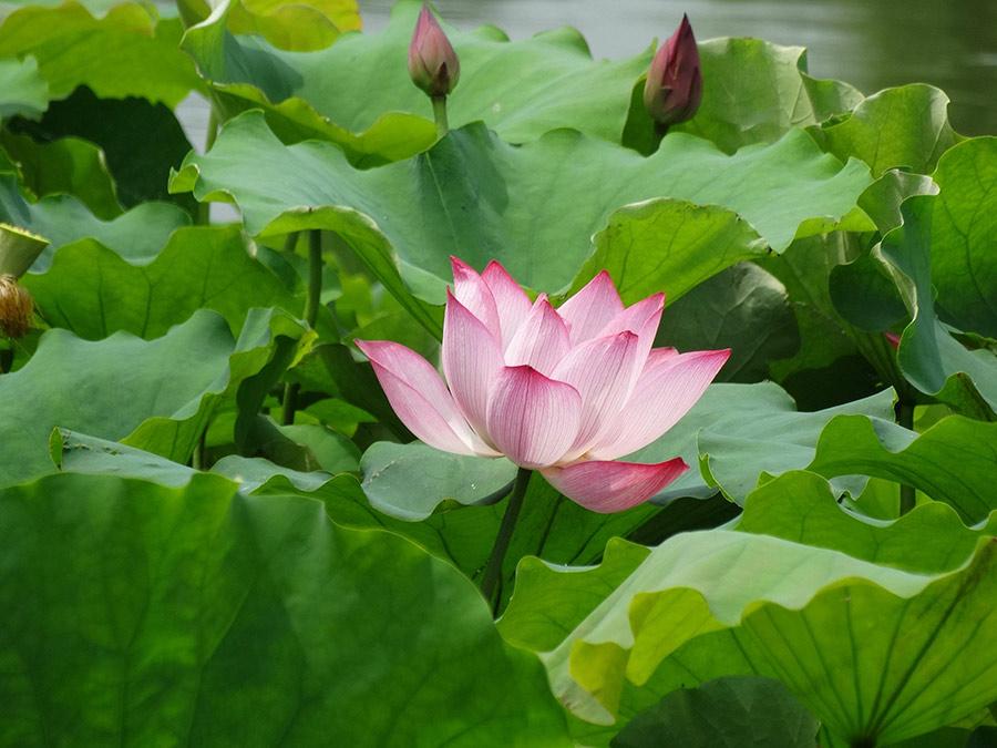 Lotus flowers in full bloom at the Yu river scenic area in Kaifeng city, Henan Province on June 25. Summer is the prime season for lotus. The pink blossoms appear to be floating on the water, while the roots are hidden deep underneath. (Photo/Asianewsphoto)