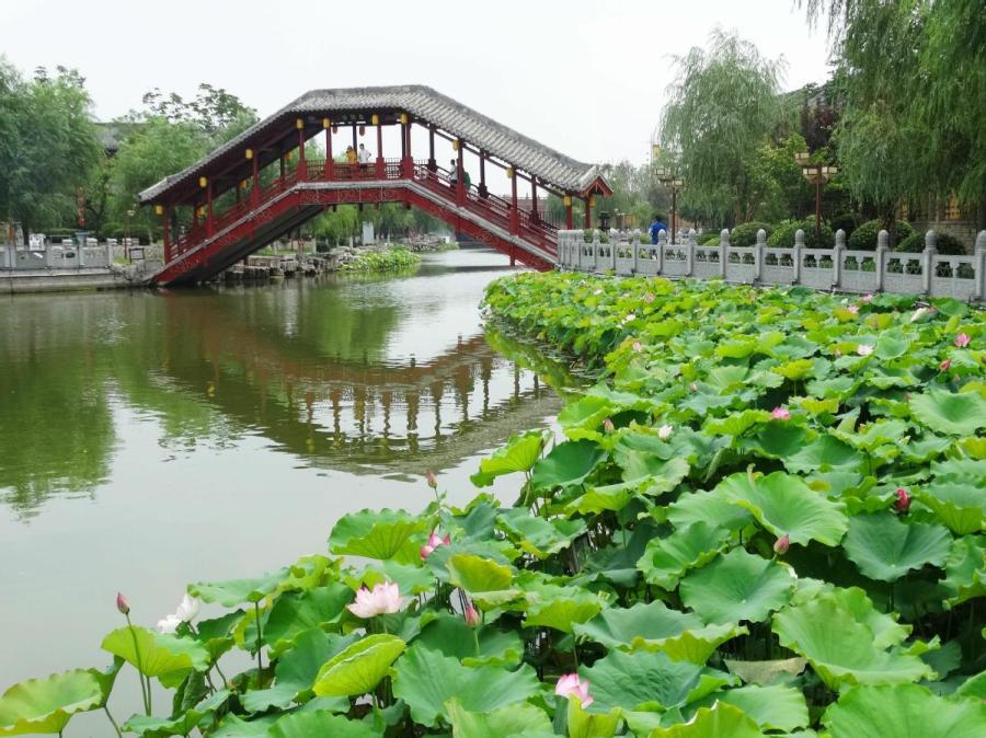 Lotus flowers in full bloom at the Yu river scenic area in Kaifeng city, Henan Province on June 25. Summer is the prime season for lotus. The pink blossoms appear to be floating on the water, while the roots are hidden deep underneath. (Photo/Asianewsphoto)