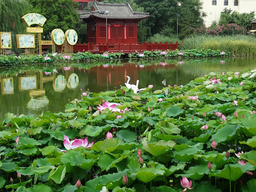 Lotus flowers in full bloom at the Yu river scenic area in Kaifeng city, Henan Province on June 25. Summer is the prime season for lotus. The pink blossoms appear to be floating on the water, while the roots are hidden deep underneath. (Photo/Asianewsphoto)