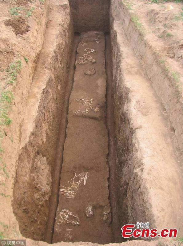 Physical evidence of a vanished gibbon has turned up in a tomb that may have been built for Lady Xia, the grandmother of China\'s first emperor, Qin Shi Huang, nearly 2300 years ago, in Xi’an City, Shaanxi Province. The skull and jaw found in the tomb are so distinctive that scientists conclude they belong to a member of a now-extinct gibbon genus. Researchers from China and the United Kingdom have published the finding on Science. (Photo/VCG)
