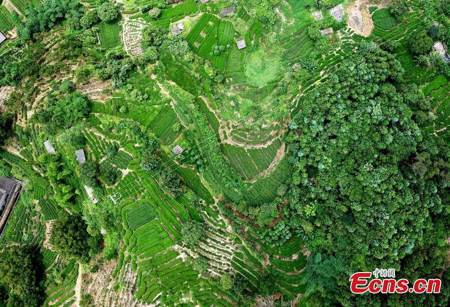 Photo taken in Mid-June shows the tea plantation on a mountain at Huotong Town, Ningde City, Fujian Province. (Photo: China News Service/Wang Dongming)