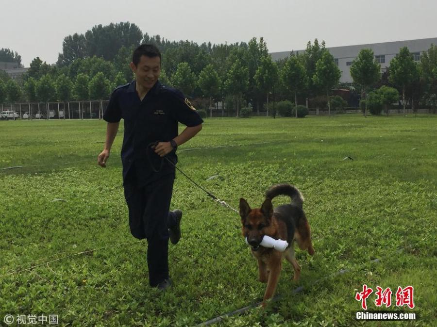 Sniffer Dogs receive training in a base of the General Administration of Customs in Beijing. Three weeks after they were born, the puppies get exposed to the surface and sound of different objects including wire fence, rubber pads, and toys. In the fifth week, they will learn about moving on the still conveyor belt, climbing small boxes, and performing other basic tasks. Then in the seventh and eighth weeks, puppies will be sent to the airport or warehouse to get familiar with the mobile conveyor belt. The qualified will be assigned to the formal class after passing the initial training programs. After three months of systematic training, the puppies need to pass the assessment to eventually become a sniffer dog to serve at the port. (Photo/VCG)