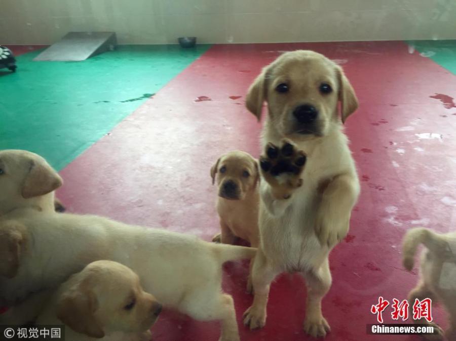Sniffer Dogs receive training in a base of the General Administration of Customs in Beijing. Three weeks after they were born, the puppies get exposed to the surface and sound of different objects including wire fence, rubber pads, and toys. In the fifth week, they will learn about moving on the still conveyor belt, climbing small boxes, and performing other basic tasks. Then in the seventh and eighth weeks, puppies will be sent to the airport or warehouse to get familiar with the mobile conveyor belt. The qualified will be assigned to the formal class after passing the initial training programs. After three months of systematic training, the puppies need to pass the assessment to eventually become a sniffer dog to serve at the port. (Photo/VCG)