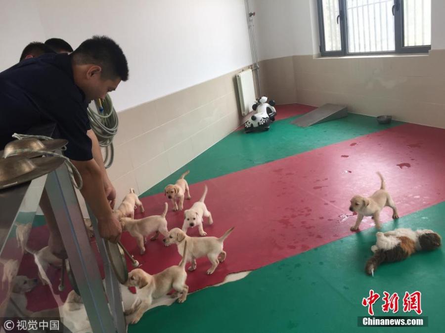 Sniffer Dogs receive training in a base of the General Administration of Customs in Beijing. Three weeks after they were born, the puppies get exposed to the surface and sound of different objects including wire fence, rubber pads, and toys. In the fifth week, they will learn about moving on the still conveyor belt, climbing small boxes, and performing other basic tasks. Then in the seventh and eighth weeks, puppies will be sent to the airport or warehouse to get familiar with the mobile conveyor belt. The qualified will be assigned to the formal class after passing the initial training programs. After three months of systematic training, the puppies need to pass the assessment to eventually become a sniffer dog to serve at the port. (Photo/VCG)
