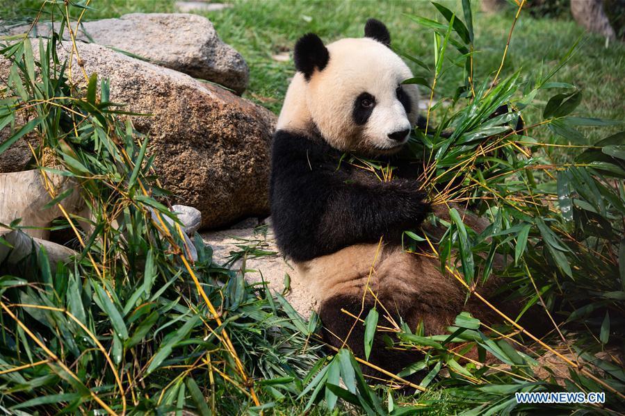 Female giant panda Xinxin eats bamboo stems in Macao, south China, June 26, 2018. The twin panda brothers Jianjian and Kangkang celebrated their second birthday on Tuesday. Xinxin gave birth to the pair of male twin cubs on June 26, 2016. (Xinhua/Cheong Kam Ka)
