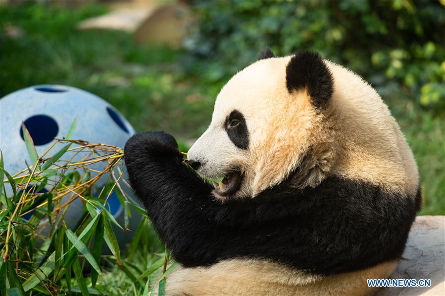 Giant panda Jianjian eats bamboo in Macao, south China, June 26, 2018. The twin panda brothers Jianjian and Kangkang celebrated their second birthday on Tuesday. A female panda Xinxin gave birth to the pair of male twin cubs on June 26, 2016. (Xinhua/Cheong Kam Ka)