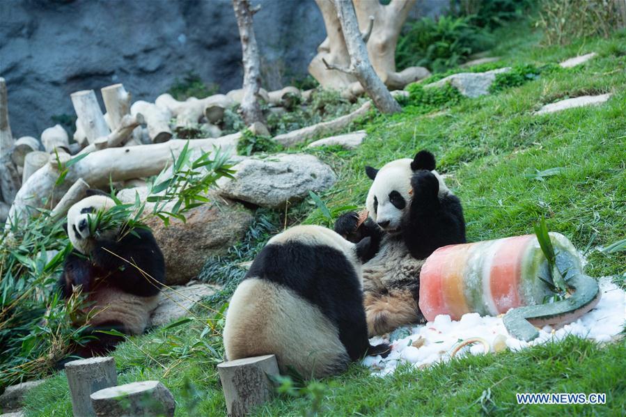 Photo taken on June 26, 2018 shows giant panda Jianjian (R), Kangkang (C) and their mother Xinxin in Macao, south China. The twin brothers Jianjian and Kangkang celebrated their second birthday on Tuesday. Xinxin gave birth to the pair of male twin cubs on June 26, 2016. (Xinhua/Cheong Kam Ka)