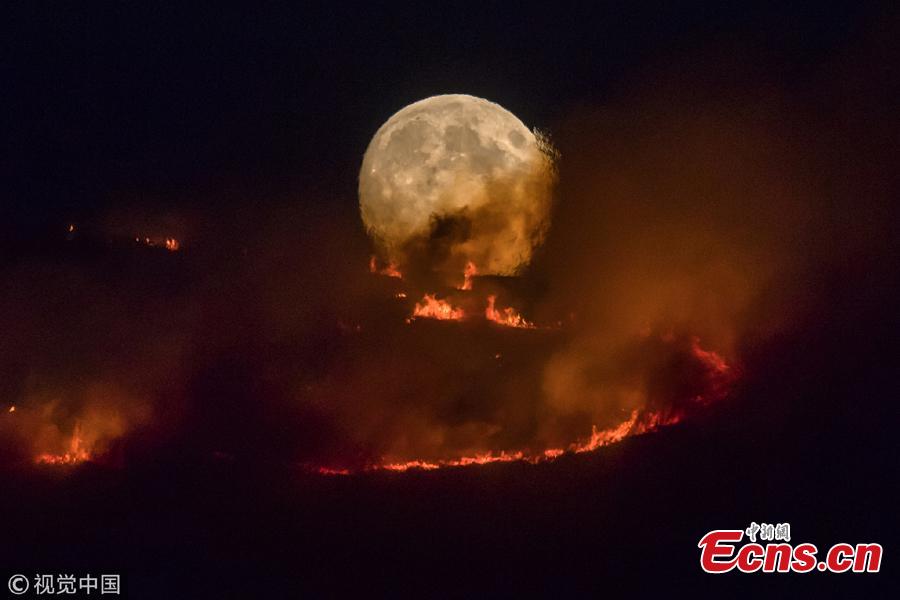 The full moon rises behind burning moorland as a large wildfire sweeps across the moors between Dovestones and Buckton Vale in Stalybridge, Greater Manchester in Stalybridge, England, June 26, 2018.  (Photo/VCG)