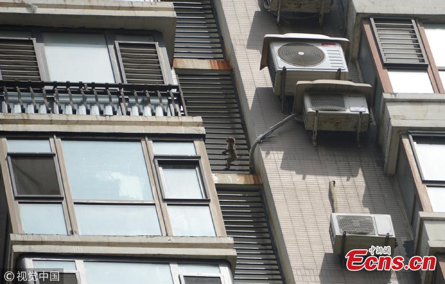 A macaque monkey wanders on a balcony of a high-rise building in Shenyang City, Northeast China’s Liaoning Province. The monkey had been on the balconies of the 20-plus floor building for three days before the property management company and a wildlife center helped capture the animal. The monkey will be sent to a rescue center after a physical check.  (Photo/VCG)
