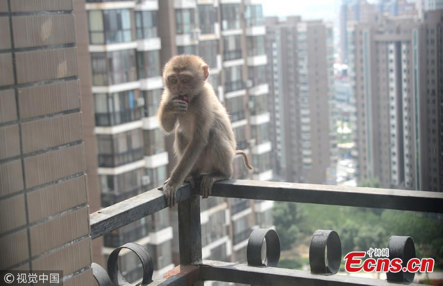 A macaque monkey wanders on a balcony of a high-rise building in Shenyang City, Northeast China’s Liaoning Province. The monkey had been on the balconies of the 20-plus floor building for three days before the property management company and a wildlife center helped capture the animal. The monkey will be sent to a rescue center after a physical check.  (Photo/VCG)