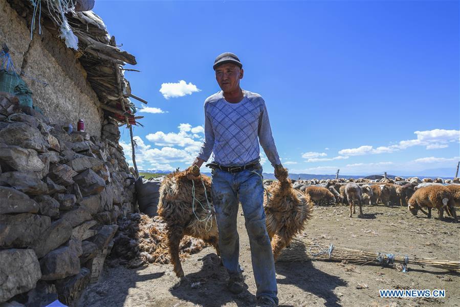 A herdsman prepares to shear his sheep at the summer pasture on the Barlik Mountain in Yumin County, northwest China\'s Xinjiang Uygur Autonomous Region, June 23, 2018. Local herdsmen have transferred their livestock to summer pastures on the Barlik Mountain since late June and will stay here until September. Local authorities has devoted efforts in recent years to protect the ecological environment on the pasture and upgrade driveways to improve the infrastructure construction in the pasturing area. (Xinhua/Hu Huhu)