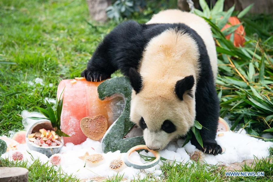 Giant panda Kangkang eats a birthday \