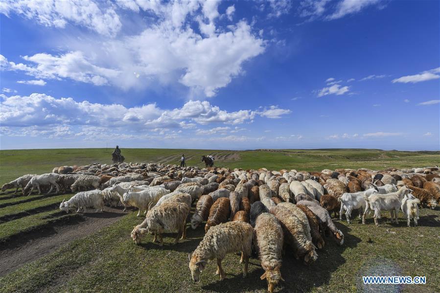Herdsmen take their sheep to graze at the summer pasture on the Barlik Mountain in Yumin County, northwest China\'s Xinjiang Uygur Autonomous Region, June 22, 2018. Local herdsmen have transferred their livestock to summer pastures on the Barlik Mountain since late June and will stay here until September. Local authorities has devoted efforts in recent years to protect the ecological environment on the pasture and upgrade driveways to improve the infrastructure construction in the pasturing area. (Xinhua/Hu Huhu)