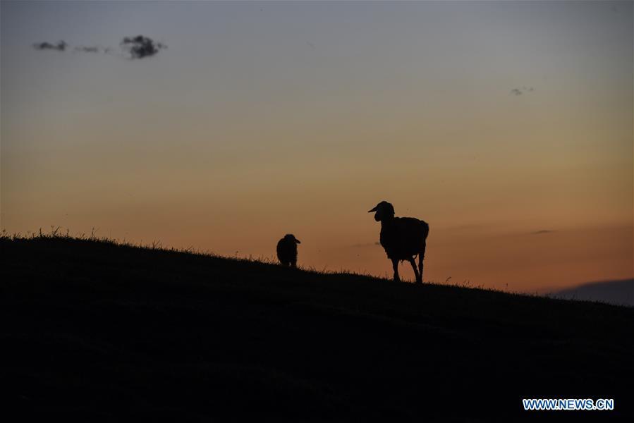 Sheep are seen at the summer pasture on the Barlik Mountain in Yumin County, northwest China\'s Xinjiang Uygur Autonomous Region, June 22, 2018. Local herdsmen have transferred their livestock to summer pastures on the Barlik Mountain since late June and will stay here until September. Local authorities has devoted efforts in recent years to protect the ecological environment on the pasture and upgrade driveways to improve the infrastructure construction in the pasturing area. (Xinhua/Hu Huhu)