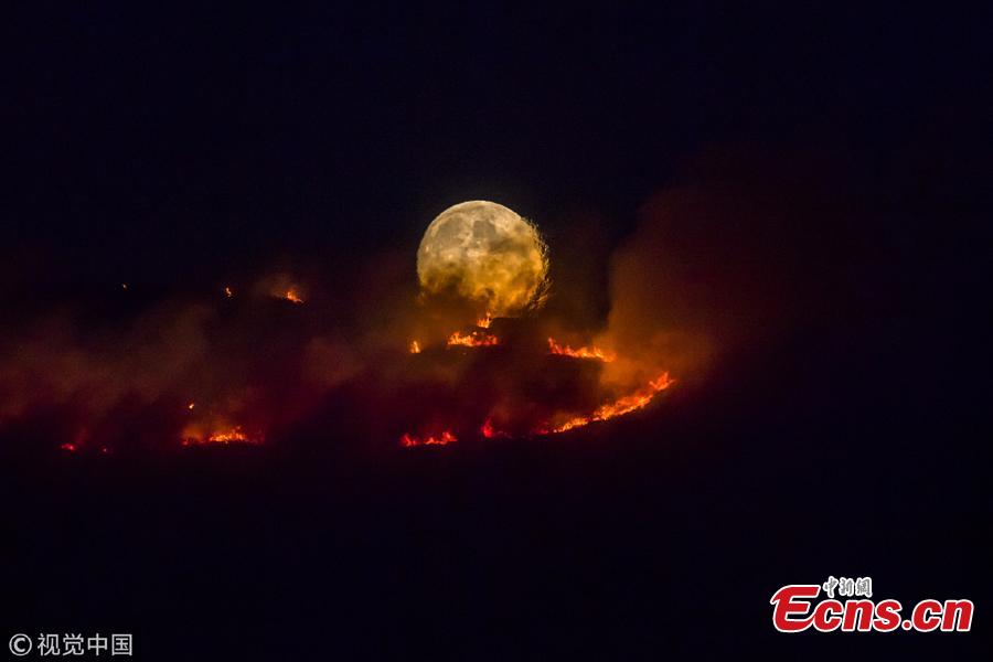 The full moon rises behind burning moorland as a large wildfire sweeps across the moors between Dovestones and Buckton Vale in Stalybridge, Greater Manchester in Stalybridge, England, June 26, 2018.  (Photo/VCG)