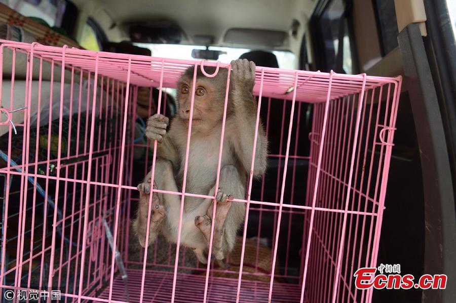 A macaque monkey is caged after it wandered on balconies of a high-rise building in Shenyang City, Northeast China’s Liaoning Province. The monkey had been on the balconies of the 20-plus floor building for three days before the property management company and a wildlife center helped capture the animal. The monkey will be sent to a rescue center after a physical check.  (Photo/VCG)