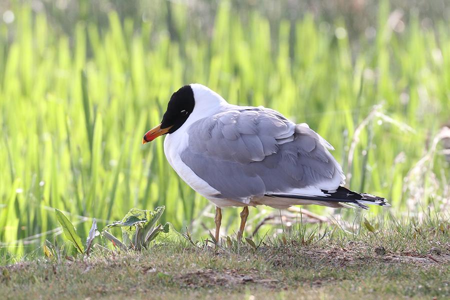 A bird stands at Lalu Wetland National Nature Reserve in Lhasa, Tibet autonomous region. (Photo provided to chinadaily.com.cn)

Environmental protection

Lalu Wetland National Nature Reserve is the world\'s highest and China\'s largest inland natural wetland in Tibet\'s capital Lhasa.

In order to protect the Lhasa\'s \