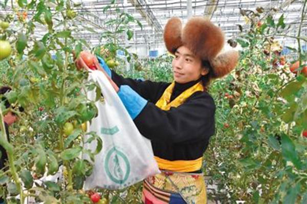 A woman picks up tomato at Zhizhao Pure Land agricultural technology demonstration center in Lhasa, Tibet autonomous region, Feb. 10, 2016. (Photo/people.com.cn)

Agriculture improvement 

Around Lhasa, there are many vegetable plantations and dairy factories which combine plateau\'s natural resources with modern high-tech.

Zhizhao Pure Land agricultural technology demonstration center is the world\'s highest elevation plant factory with more than 70 special plants growing at 24,000 square meters.

The center is also a popular base to show scientific farming to visitors.