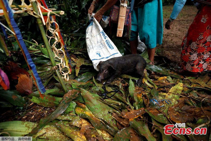 Local people release a pig as they pray near the Tham Luang caves during a search for members of an under-16 soccer team and their coach, in the northern province of Chiang Rai, Thailand, June 27, 2018. The 12 boys, aged 11 to 16, and their 25-year-old coach, were trapped on Saturday after heavy rain flooded the cave complex in a forest park in the northern province of Chiang Rai. (Photo/Agencies)