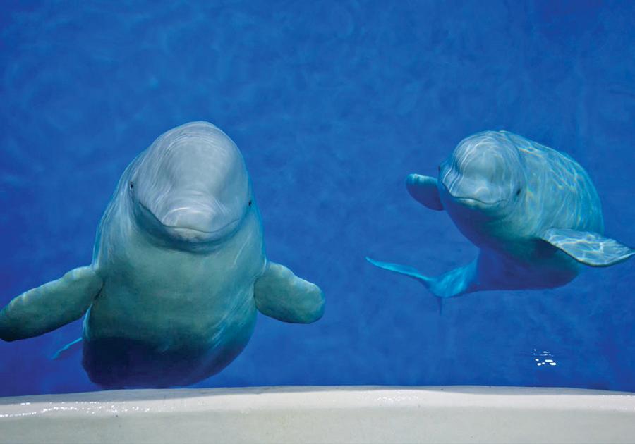 Little Grey and Little White are about to relocate to a spacious new home half a world away. (Photo: SEA LIFE TRUST Beluga Whale Sanctuary/for China Daily)

Two beluga whales living in a Shanghai aquarium will make a journey of more than 9,223-kilometre next year to a new open-water sanctuary in Iceland.

The \
