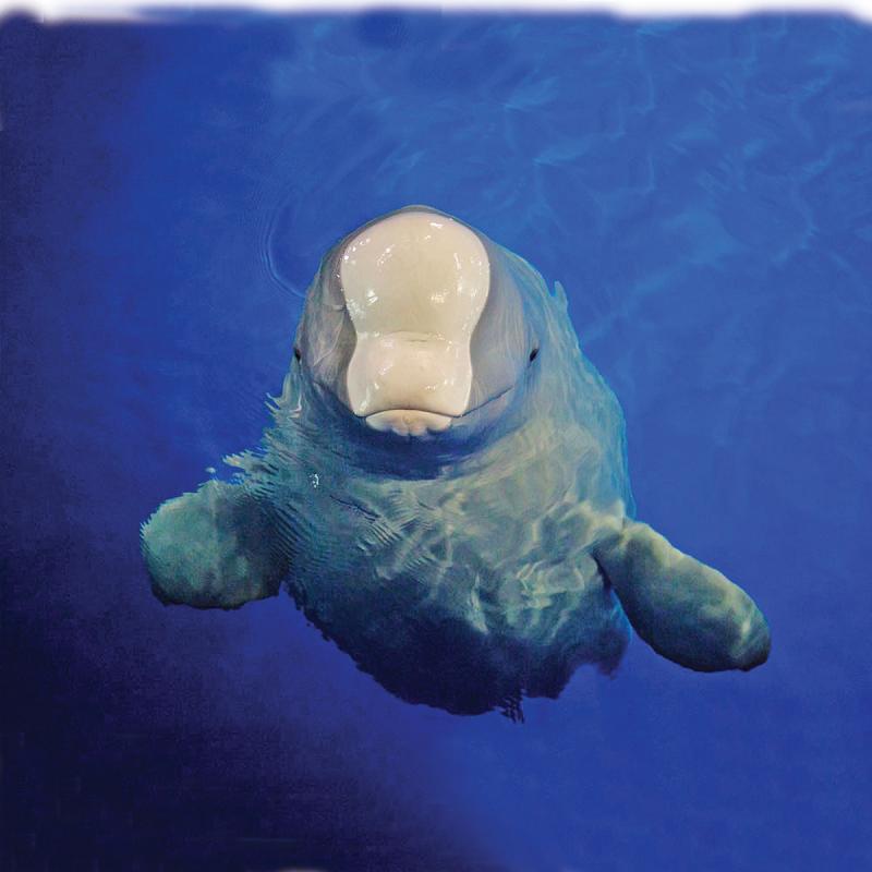 Little White will undergo training. (Photo: SEA LIFE TRUST Beluga Whale Sanctuary/for China Daily)

Iker Wang, head trainer at Chengfeng Ocean World in Shanghai, said people there have mixed feelings about the whales leaving.

\