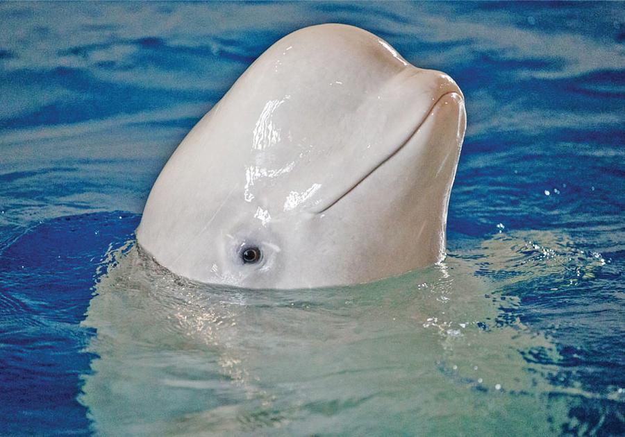 Little Grey at home in Shanghai. (Photo: SEA LIFE TRUST Beluga Whale Sanctuary/for China Daily)

The people behind the sanctuary hope it will inspire other facilities to release captive whales and dolphins into more natural environments and help end whale and dolphin performances.

More than 3,000 whales, dolphins, and porpoises are held in captivity around the world.