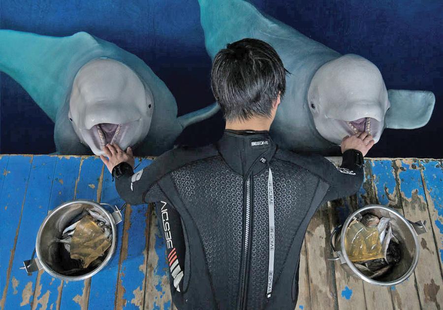 A trainer from Chengfeng Ocean World in Shanghai attends to Little White and Little Grey. (Photo: SEA LIFE TRUST Beluga Whale Sanctuary/for China Daily)

The beluga whales, which originated in Russia and have spent most of their lives in captivity, will be prepared for the journey and acclimatized once they arrive in Iceland through carefully designed programs. These include introducing the 12-year-olds to specialist equipment, such as the stretchers that will be used to lift and secure them during the journey, and training the whales to hold their breath for longer under water, so they are ready to dive in the deeper water. They will also get conditioning training to build their strength, so they can cope with tides and the current in their new home. And their calorie intake will be increased, so they put on the extra blubber they need to be insulated against the cold.

The journey from China to Iceland will take more than 30 hours and includes legs across air, land, and sea. A team of experts and vets will keep a close eye on Little Grey and Little White throughout the journey, monitoring both their physical and mental wellbeing.