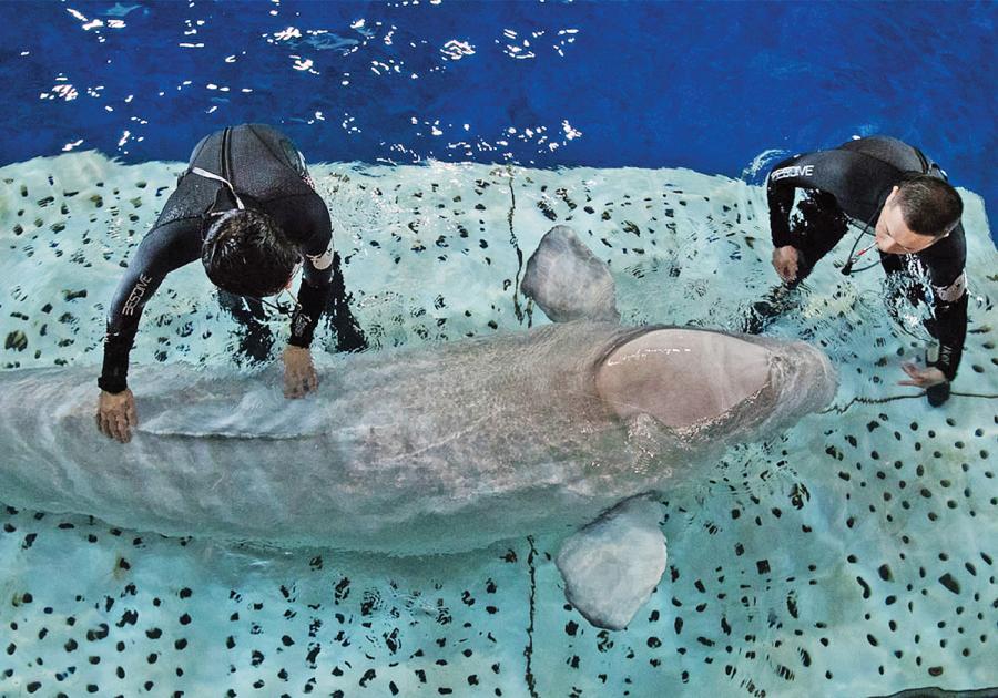 Trainers from Chengfeng Ocean World in Shanghai work with Little Grey. (Photo: SEA LIFE TRUST Beluga Whale Sanctuary/for China Daily)

Sea Life, Merlin\'s aquarium brand, is opposed to cetaceans such as whales and dolphins being kept in captivity for entertainment purposes. Merlin Entertainments provided a “substantial donation” to Sea Life Trust, a partner of Sea Life, to cover the costs of building the sanctuary and relocating the belugas.

\
