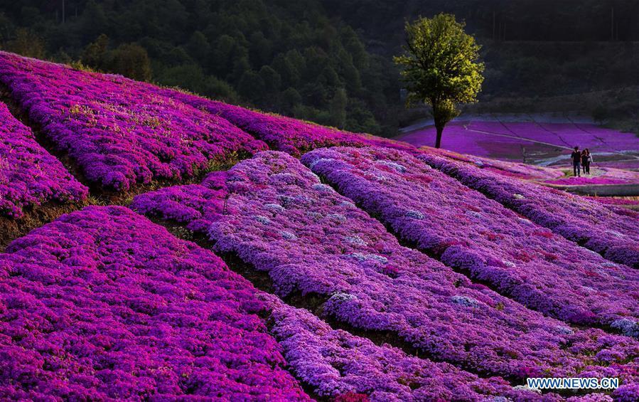 Photo taken on April 10, 2018 shows blossoms in Chuancang Village, Taiyang Township, Huoshan County of east China\'s Anhui Province. Comprehensive progress has been made since the report delivered at the 18th National Congress of the Communist Party of China (CPC) in 2012 included ecological development as a major task in the country\'s overall plan and proposed building a \