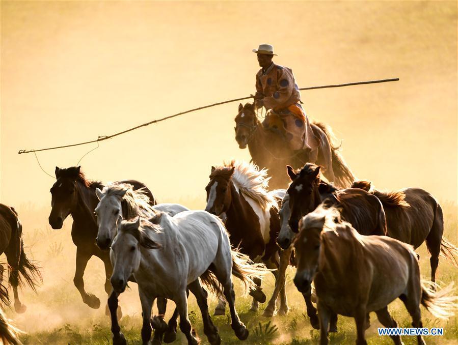 A herdsman drives horses on a grassland in Hexigten Qi of Chifeng City, north China\'s Inner Mongolia Autonomous Region, June 30, 2018. (Xinhua/Peng Yuan)