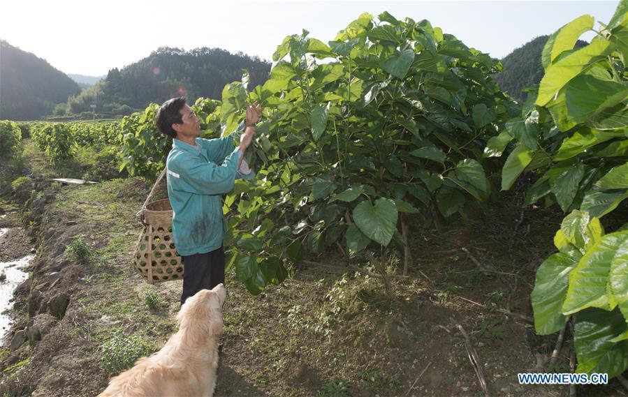 Wang Tiangui collects mulberry leaves to feed silkworms at a silkworm breeding base of Cathaya Group in Wangcun Village of Chun\'an County, east China\'s Zhejiang Province, May 9, 2018. Chun\'an County cooperated with Cathaya Group in building silkworm breeding bases to produce high quality cocoon and silk products. To date, about 4,000 hectares mulberry bushes have been cultivated and some 300 tonnes raw silk are produced per year. (Xinhua/Weng Xinyang)