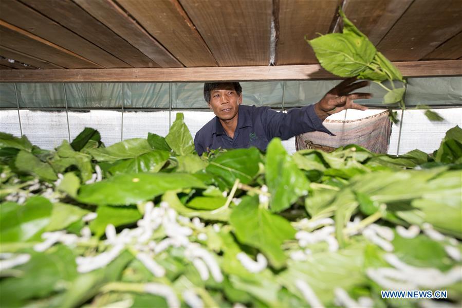 Workers feed silkworms with mulberry leaves at a silkworm breeding base of Cathaya Group in Wangcun Village of Chun\'an County, east China\'s Zhejiang Province, May 9, 2018. Chun\'an County cooperated with Cathaya Group in building silkworm breeding bases to produce high quality cocoon and silk products. To date, about 4,000 hectares mulberry bushes have been cultivated and some 300 tonnes raw silk are produced per year. (Xinhua/Weng Xinyang)