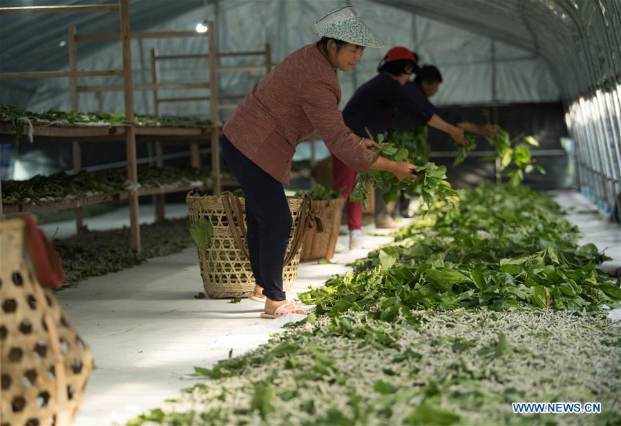Workers feed silkworms with mulberry leaves at a silkworm breeding base of Cathaya Group in Wangcun Village of Chun\'an County, east China\'s Zhejiang Province, May 9, 2018. Chun\'an County cooperated with Cathaya Group in building silkworm breeding bases to produce high quality cocoon and silk products. To date, about 4,000 hectares mulberry bushes have been cultivated and some 300 tonnes raw silk are produced per year. (Xinhua/Weng Xinyang)