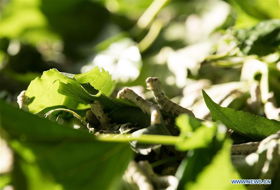 Silkworms are seen at a silkworm breeding base of Cathaya Group in Xiajiang Village of Chun\'an County, east China\'s Zhejiang Province, May 9, 2018. Chun\'an County cooperated with Cathaya Group in building silkworm breeding bases to produce high quality cocoon and silk products. To date, about 4,000 hectares mulberry bushes have been cultivated and some 300 tonnes raw silk are produced per year. (Xinhua/Weng Xinyang)