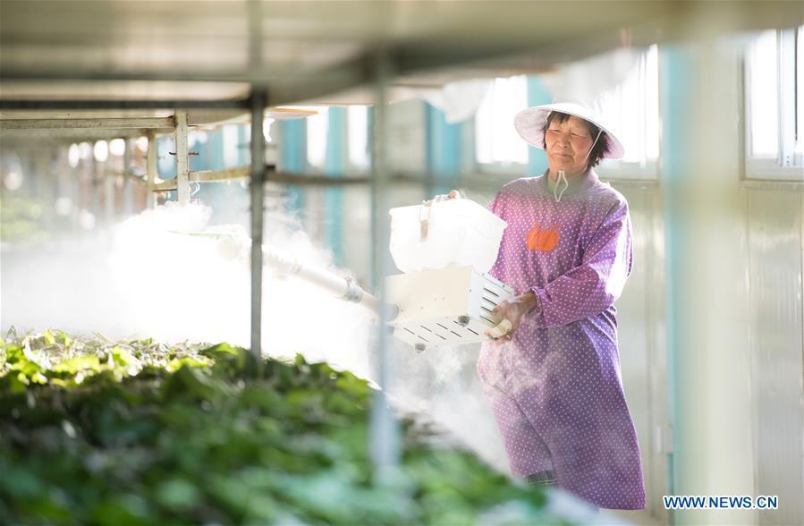 A worker sprays disinfectant at a silkworm breeding base of Cathaya Group in Xiajiang Village of Chun\'an County, east China\'s Zhejiang Province, May 9, 2018. Chun\'an County cooperated with Cathaya Group in building silkworm breeding bases to produce high quality cocoon and silk products. To date, about 4,000 hectares mulberry bushes have been cultivated and some 300 tonnes raw silk are produced per year. (Xinhua/Weng Xinyang)