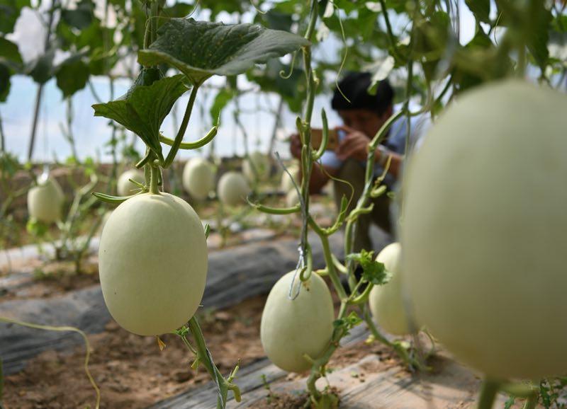 Melons are on display at an exhibition displaying vegetables and fruits varieties that have been experimented in space, in Yinchuan, Ningxia Hui autonomous region, on June 29, 2018. More and more \