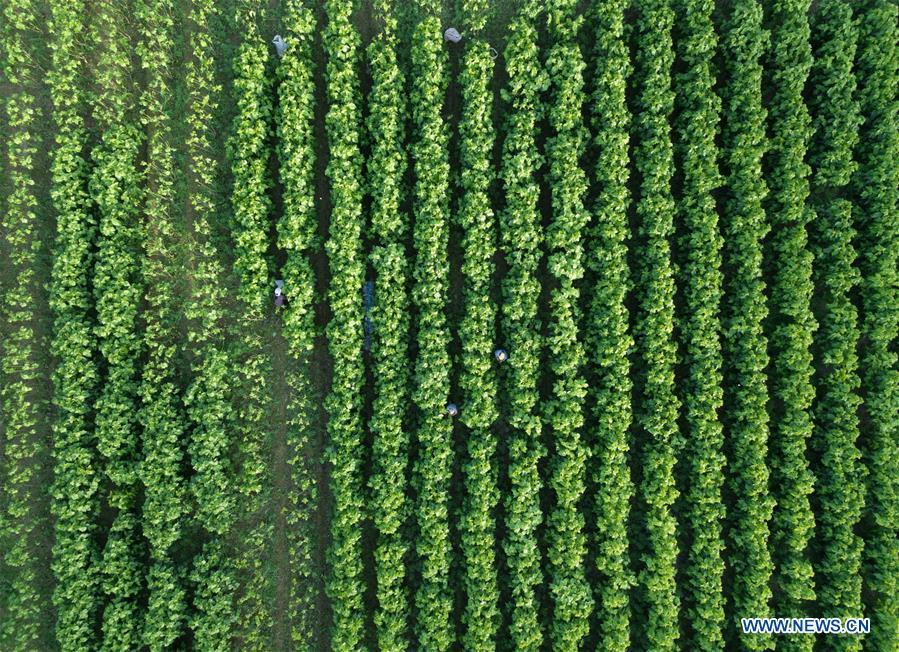 Workers collect mulberry leaves to feed silkworms at a silkworm breeding base of Cathaya Group in Xiajiang Village of Chun\'an County, east China\'s Zhejiang Province, May 9, 2018. Chun\'an County cooperated with Cathaya Group in building silkworm breeding bases to produce high quality cocoon and silk products. To date, about 4,000 hectares mulberry bushes have been cultivated and some 300 tonnes raw silk are produced per year. (Xinhua/Weng Xinyang)